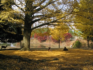 奈良公園にて P051123-039s.jpg